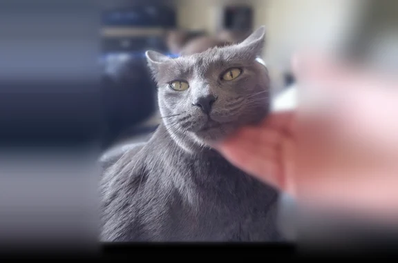 Missing cat Indianapolis, photo: Lost cat, male, Oyster Bay Court, 10749, Indianapolis - all grey, bright green/yellow eyes