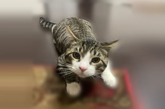 Lost cat, West 5175 South, 3519, Roy - male, brown and white with a black collar - photo