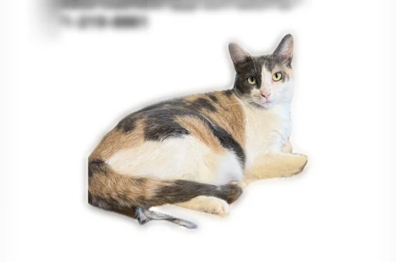 Lost cat, East Windsor Avenue, 1442, Phoenix - female, pastel calico with grey patch around right eye - photo