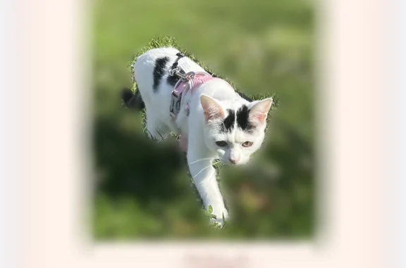Animaux perdus Paris, photo: Chat perdu, Boulevard Gambetta, Gaillac, Paris - femelle, blanche avec des tâches noires