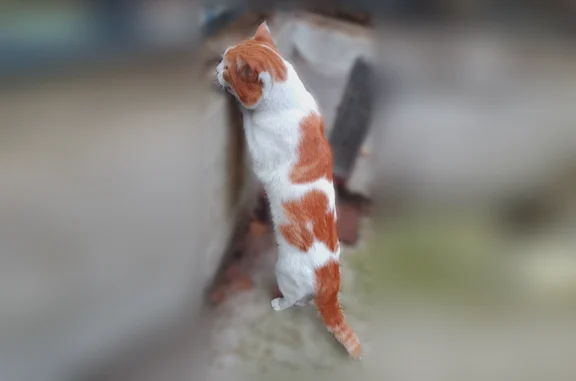 Animaux trouvés Paris, photo: Chat trouvé, Passage Dumas, 12, Paris - blanc avec des tâches rousses