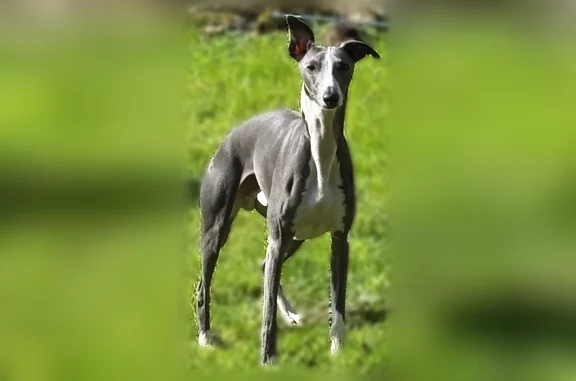 Chien perdu, Kerlaz, Bretagne, Paris - lévrier whippet gris foncé avec tache blanche - photo