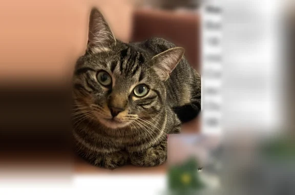 Animaux perdus Nantes, photo: Chat perdu, Rue des Maraîchers, 14, Nantes - mâle tigré, pucé et stérilisé