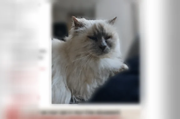 Chat perdu, Rue du Général de Gaulle, 10, Champagne-sur-Seine - mâle, 16 ans - photo
