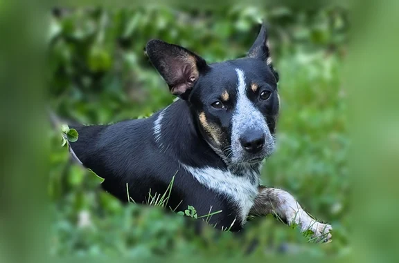 Lost dog, female, Alum Springs Road, 6542, Danville - bright pink collar, heeler mix - photo