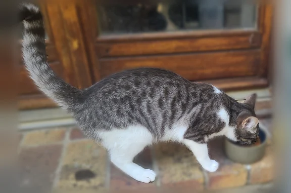 Animaux trouvés La Celle-sur-Morin, photo: Chat trouvé Fille, La Celle-sur-Morin (ff593150)
