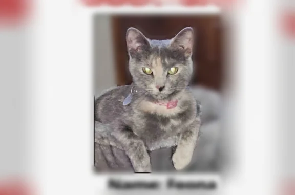 Lost cat, Belmere Drive, Parma - female, dilute tortoiseshell - photo