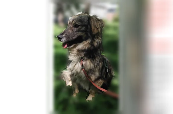 Chien perdu Lyon, photo : Chien perdu, Rue Professeur Ranvier, 26, Lyon - petite chienne craintive