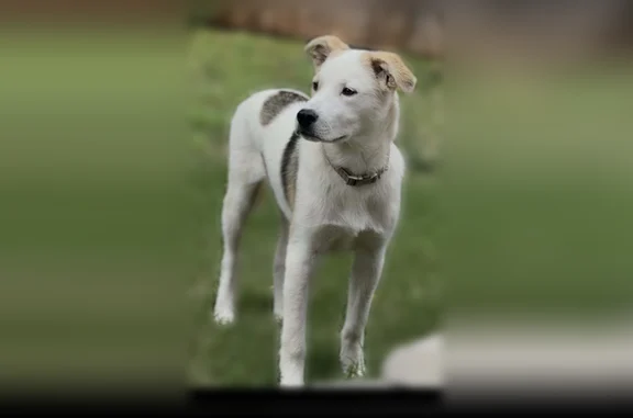 Missing dog Oklahoma City, photo: Lost dog, Briarlake Manor, 12121, Oklahoma City — 5 month old, very shy