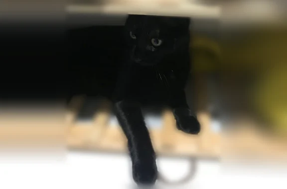 Chat perdu, Les Mureaux, photo: Perdu chat femelle, Rue des Bleuets, Bezons, Les Mureaux - toute noire