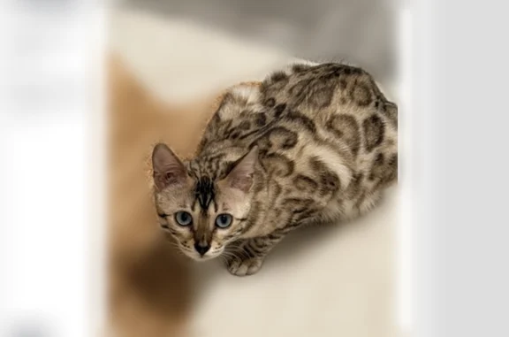 Animaux perdus Versailles, photo: Chatte perdue, Allée des Cornouillers, Menucourt, Versailles - femelle Bengale gris, yeux bleus