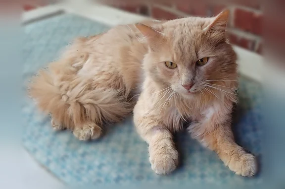 Found cat, Poplar Drive, 2300,...