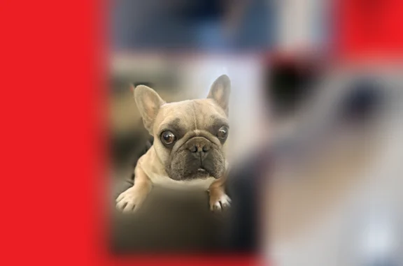 Lost dog, Mesquite Street, 14550, Hesperia - photo