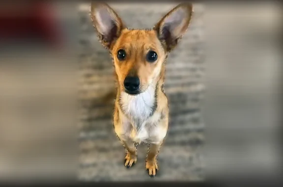 Lost pets Phoenix, photo: Lost dog, South Park Avenue, 5418, Tucson - female