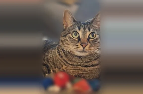 Lost cat, Parkhill Drive, 609, Fairlawn, Akron - female, tabby brown coat, malformed back paw - photo