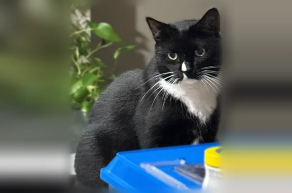 Lost cat, Burnt Mill Road, 10901, Jacksonville - female, black and white tabby with white paws and belly - photo