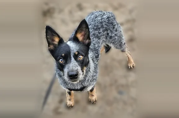 Lost dog, Homestead Drive, North Tonawanda - female Blue Heeler with black patches over both eyes - photo