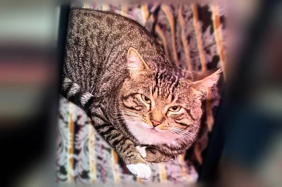 Lost cat, Lassen Street, 20214, Los Angeles - male, all white feet and legs, striped black and grey - photo