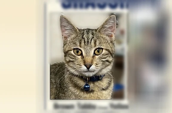 Lost cat, South 432, 12586, Chouteau, Chouteau - female barn cat with a smiley-face collar - photo