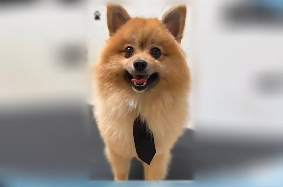 Lost dog, Desert Loop, 14680, El Paso - small, brown coat - photo