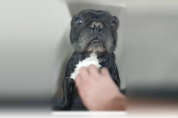 Lost dog, Alphonse Drive, 2901, Ceres, Turlock - male Frenchie with a messed up ear - photo