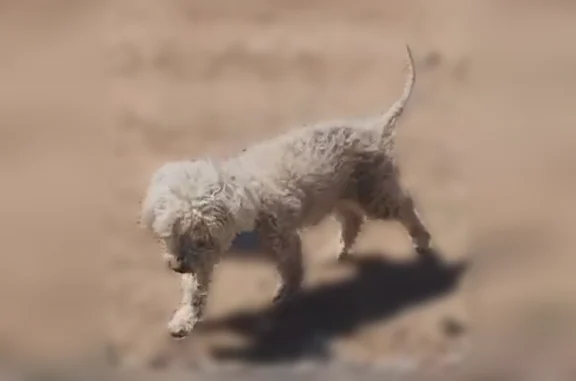 Lost dog, male, Pacific Avenue, 2135, Norco - senior white poodle with a thin tail - photo