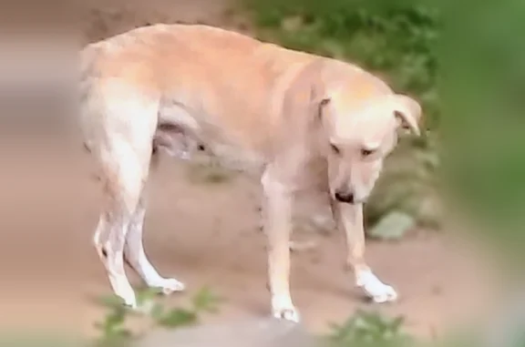 Lost dog, Harrison Street, 3281, Paducah - male - photo