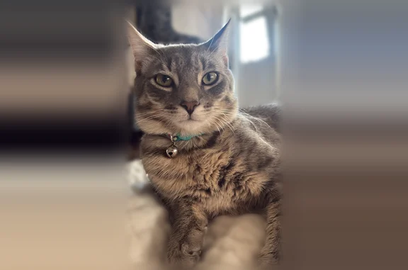 Lost pets Anaheim, photo: Lost cat, East Turin Avenue, 1213, Anaheim - male, grey tabby, blue collar with a bell