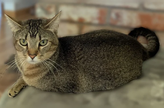 Missing cat Palo Cedro, photo: Lost cat, Cheshire Way, 10684, Palo Cedro - spayed female, around 3 years old