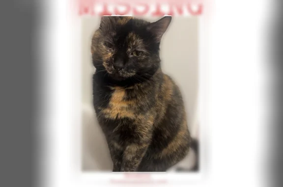 Lost pets Toledo, photo: Lost cat, Carlyle Street, 1542, Toledo - female tortoiseshell
