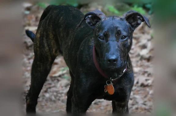 Lost dog, U.S. 280, 14337, Smiths Station - female puppy - photo
