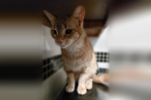Lost cat, Cermak Road, 6500, Berwyn - female, petite teen, about 5 lbs - photo