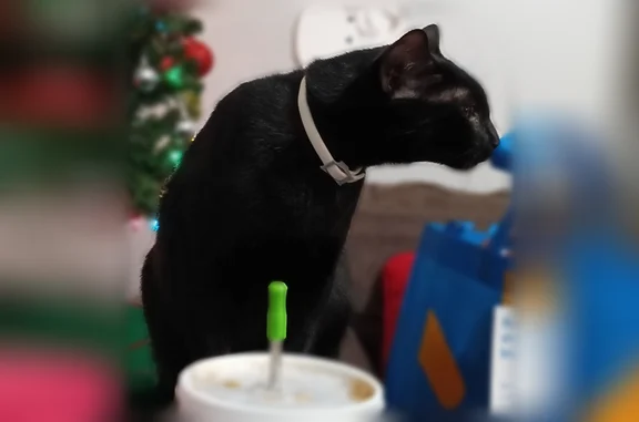 Missing cat Wichita Falls, photo: Lost cat, male, Grant Street, 2601, Wichita Falls - larger black neutered cat