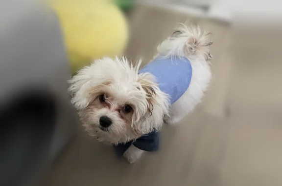 Lost dog, male, West Forsyth Street, 54, Jacksonville - small white puppy with freshly trimmed hair - photo