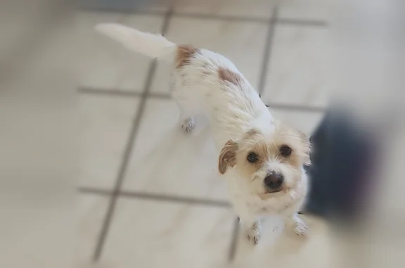 Lost dog, Breckenridge Circle, 5666, Pine Hills - female terrier mix - photo