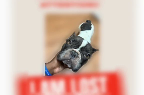 Lost dog, East 21st Street, Bakersfield — male Frenchie, white and black, very young - photo