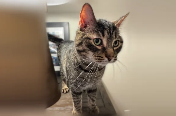 Found cat, Main Street, 5785,...