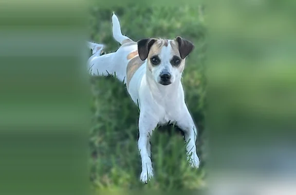 Lost dog, Georgia Place, 12511, Madera - male, white and brown, scar on back - photo