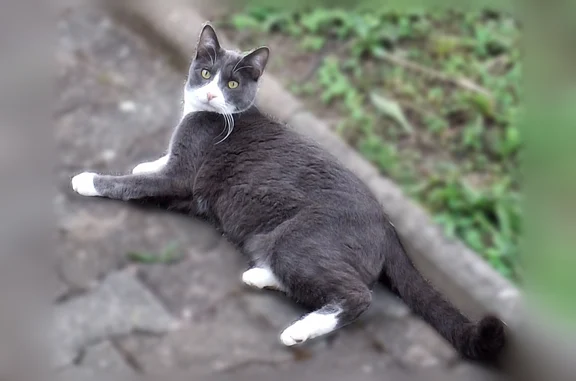 Animaux perdus Paris, photo: Chat perdu, Rue Victor Basch, 63, Clermont-Ferrand - mâle, pucé et castré