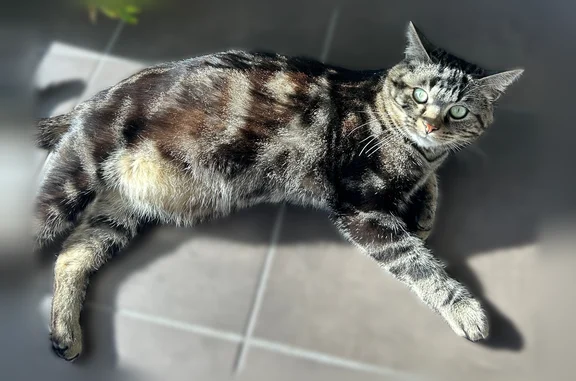 Chat perdu, Paris, photo: Chat perdu, Cours du Médoc, 75, Bordeaux - pucé et craintif