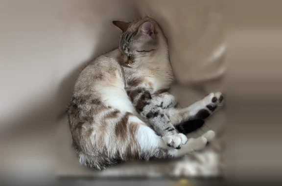 Animaux perdus Pradines, photo: Chat perdu, Rue Roger Moulène, 4, Pradines - femelle