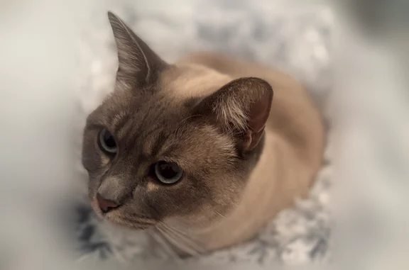 Animaux perdus Paris, photo: Perdu chat femelle, Rue Lucie Aubrac, 31, Monts, Paris - très peureuse