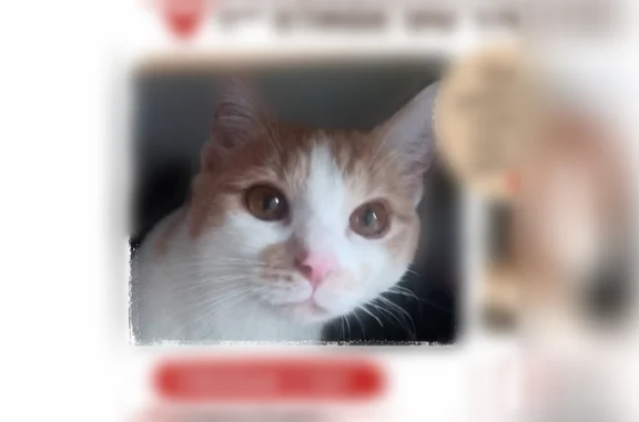 Chat perdu, Rue du Monchel, 176, Noyon, Paris - mâle, blanc/beige/roux - photo