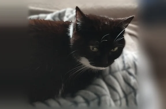 Animaux perdus Dombasle-sur-Meurthe, photo: Chat perdu, Rue Gabriel Péri, 58, Dombasle-sur-Meurthe - femelle noire et blanche