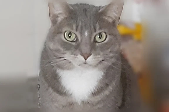 Lost pets Richmond, photo: Lost cat, Richmond, Virginia - female