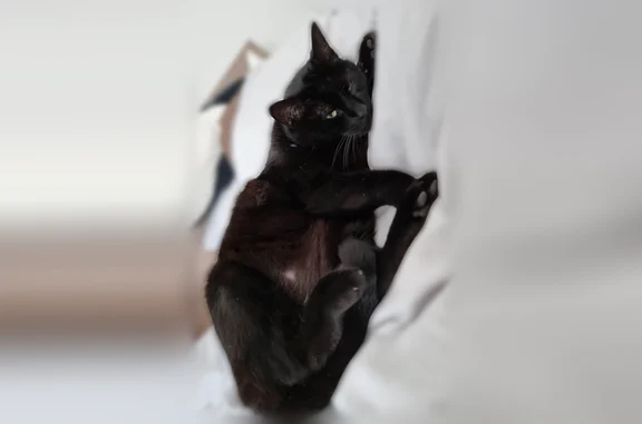 Animaux perdus Paris, photo: Chat perdu, Rue du Chemin Vert, Reims - mâle, gros, noir tatoué