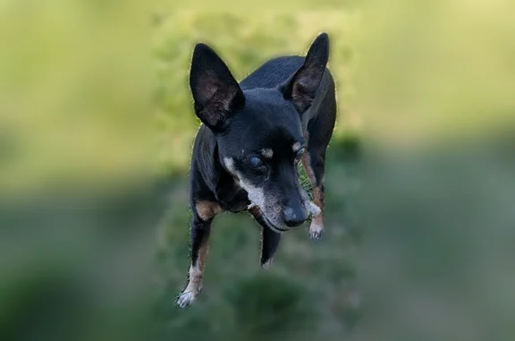 Animaux perdus Saint-Paul-lès-Romans, photo: Chien perdu, Rue Champfleury, 40, Saint-Paul-lès-Romans - mâle, âgé de 16 ans