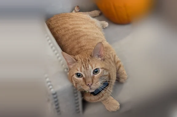 Lost cat, Ruffian Drive, Jersey Village, Jersey Village - male, orange tabby, microchipped - photo