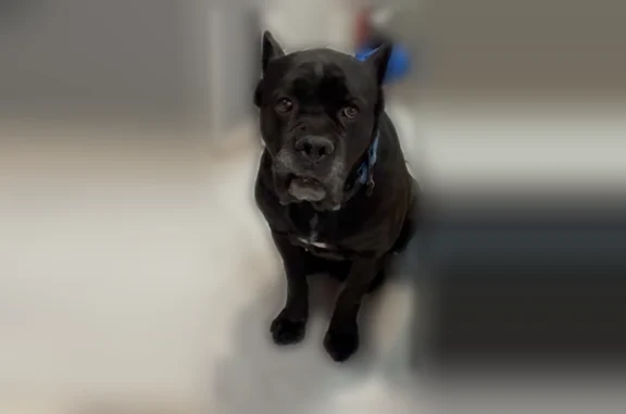 Lost dog, Linwood Street, 8406, Detroit - black, very chill - photo