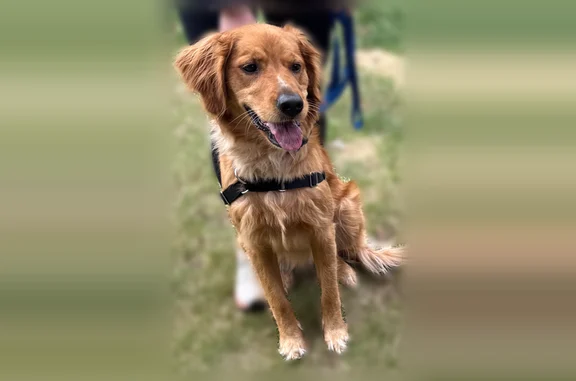 Lost dog, 188th Street, 5966, Chippewa Falls, New Berlin - female Golden Retriever, friendly - photo